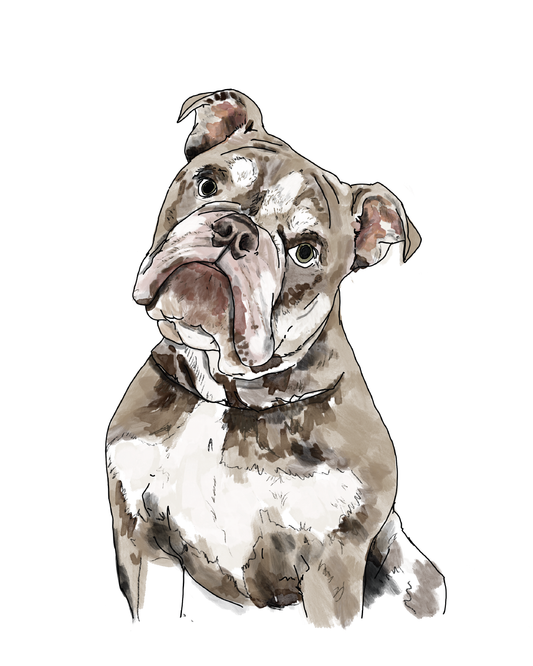 Pet portrait | Bespoke commission | A4 print only